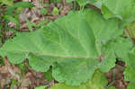 Lesser burdock